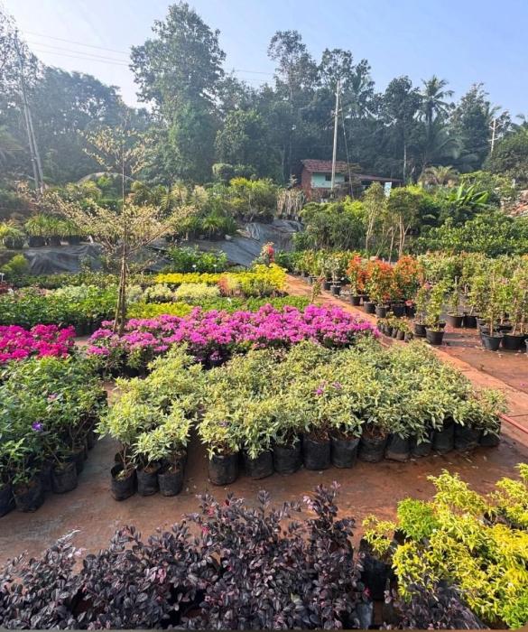 Bonsai trees & Exotic fruit plants Cheruvanchery Kannur,  Indoor plants  Outdoor ​plants Cheruvanchery Kannur, Thanal Agro Farm & Nursery Cheruvanchery Kannur
