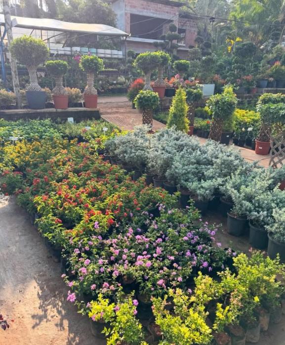 Bonsai trees & Exotic fruit plants Cheruvanchery Kannur,  Indoor plants  Outdoor ​plants Cheruvanchery Kannur, Thanal Agro Farm & Nursery Cheruvanchery Kannur