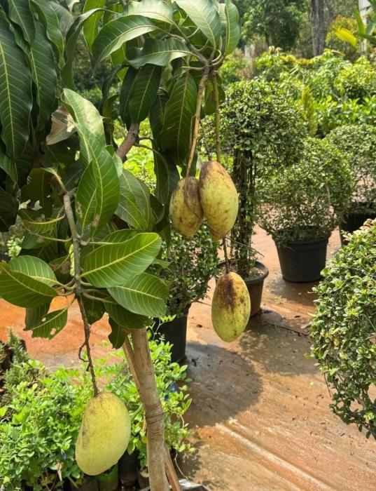 Bonsai trees & Exotic fruit plants Cheruvanchery Kannur,  Indoor plants  Outdoor ​plants Cheruvanchery Kannur, Thanal Agro Farm & Nursery Cheruvanchery Kannur