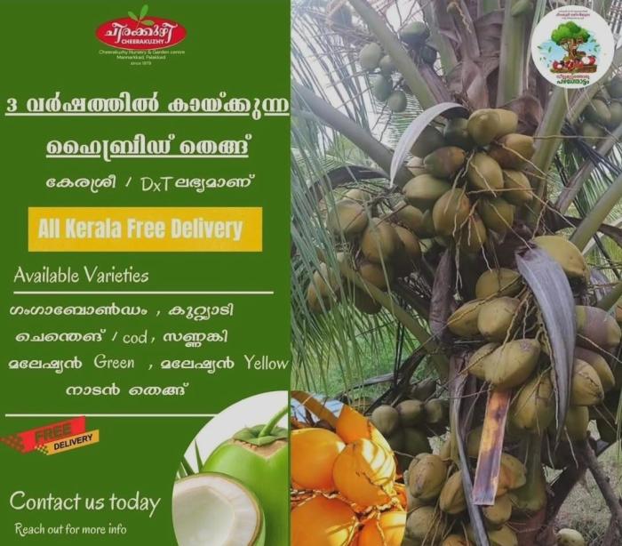 ​Cheerakuzhy Group of Nurseries & Farm Mannarkkad Palakkad, Premium plants & Landscaping Mannarkkad Palakkad, Fruit Rubber& ornamental plants 