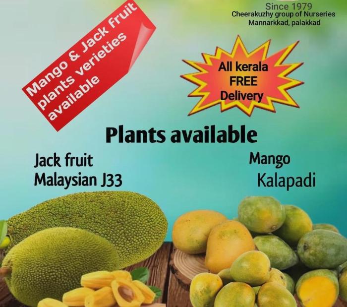 ​Cheerakuzhy Group of Nurseries & Farm Mannarkkad Palakkad, Premium plants & Landscaping Mannarkkad Palakkad, Fruit Rubber& ornamental plants 