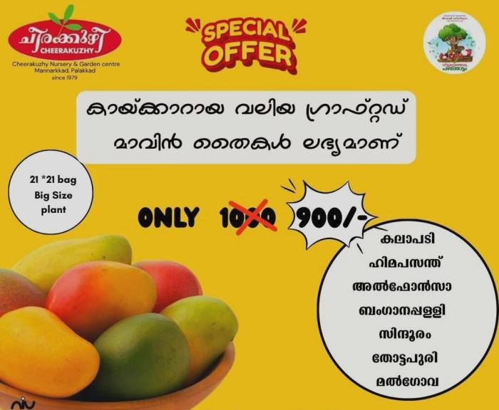 ​Cheerakuzhy Group of Nurseries & Farm Mannarkkad Palakkad, Premium plants & Landscaping Mannarkkad Palakkad, Fruit Rubber& ornamental plants 