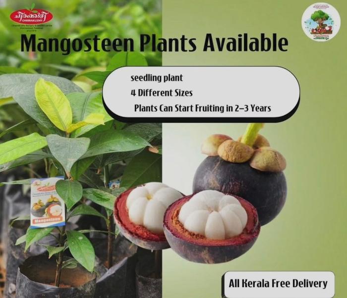 ​Cheerakuzhy Group of Nurseries & Farm Mannarkkad Palakkad, Premium plants & Landscaping Mannarkkad Palakkad, Fruit Rubber& ornamental plants 