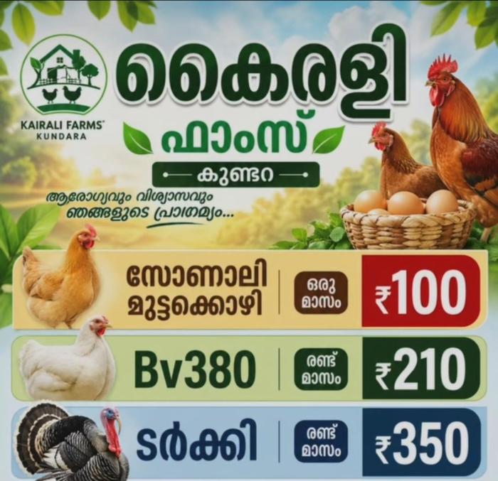 ​Poultry farm in Kundara, BV38 layer chicken and  duck farming in Kundara , Kairali Farms 