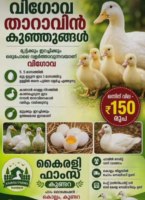 ​Poultry farm in Kundara, BV38 layer chicken and  duck farming in Kundara , Kairali Farms 
