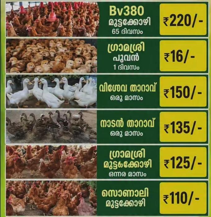 ​Poultry farm in Kundara, BV38 layer chicken and  duck farming in Kundara , Kairali Farms 