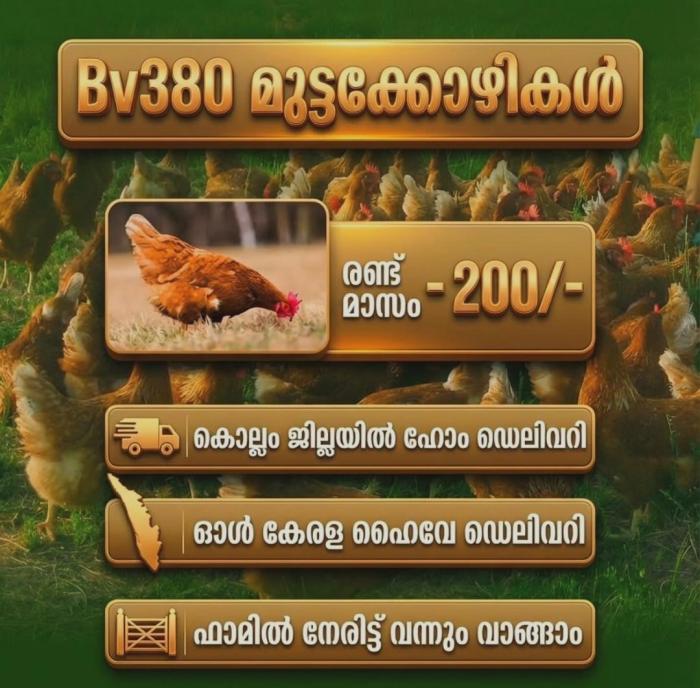 ​Poultry farm in Kundara, BV38 layer chicken and  duck farming in Kundara , Kairali Farms 