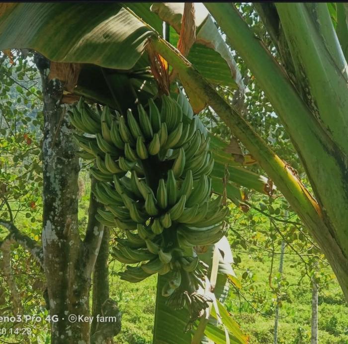  Plant nursery in  Kolavayal Wayanad, fruit nursery in Kolavayal Wayanad, Exotic fruit Farm & Nursery in Wayanad, Key farm 