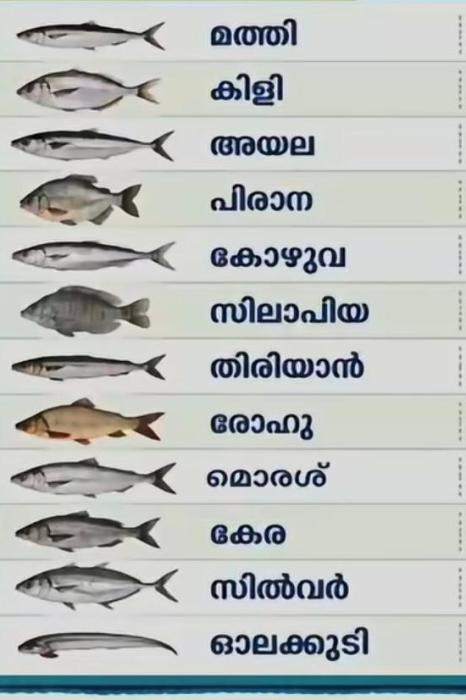 ​Fresh fish in Karimkunnam, Fish market in Karimkunnam Idukki, ​ fish delivery in Karimkunnam, Sea fish Nadan puzha meen in Karimkunnam, Better Fish Mart 