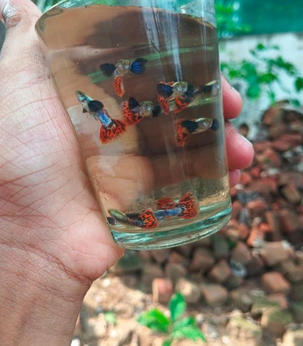 Fish farm in palakkad, Aquarium fish in palakkad, ornamental fish in palakkad, Fish wholesale retail sales in palakkad,SJ Aqua 