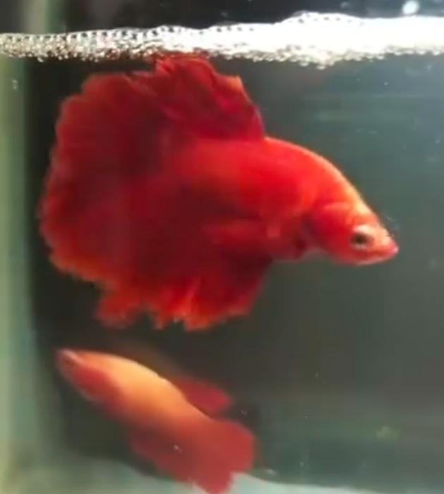 Fish farm in palakkad, Aquarium fish in palakkad, ornamental fish in palakkad, Fish wholesale retail sales in palakkad,SJ Aqua 