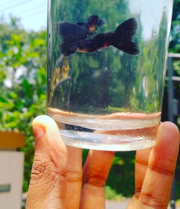 Fish farm in palakkad, Aquarium fish in palakkad, ornamental fish in palakkad, Fish wholesale retail sales in palakkad,SJ Aqua 